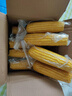 佳農 內蒙黃糯玉米棒8袋*220g 軟糯香甜 真空鎖鮮 源頭直發(fā) 禮盒包郵 曬單實(shí)拍圖