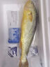 竹嶼島浙江大陳冰鮮原條大黃魚凈重 650g*3條 源頭直發(fā)原條大黃魚  曬單實(shí)拍圖