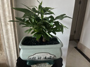 京東綠植發(fā)財樹(shù)盆栽水培桌面綠植物擺件招財三桿辦公室內帶盆花卉源頭直發(fā) 曬單實(shí)拍圖