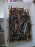 捕漁笙微山湖每日生態(tài)漁捕河蝦新鮮活蝦速凍小青蝦淡水草蝦大號醉蝦明蝦 3-4厘米小號河蝦 250克/盒*2盒（共1斤） 曬單實(shí)拍圖