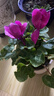 仙客來(lái)盆栽帶花大花重瓣花卉植物室內花好養活四季開(kāi)花陽(yáng)臺仙鶴來(lái) 紫色【大花】花期帶花 13cm盆簡(jiǎn) 曬單實(shí)拍圖