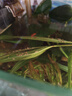 魚(yú)多趣觀(guān)賞蝦蟹糧 200g 蝦蟹飼料琉璃水晶黑殼高蛋白鰲蝦增艷下沉底蝦食 曬單實(shí)拍圖