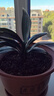 四季君子蘭盆栽帶花苞老苗大小苗花卉植物室內花綠好植養圓頭和尚 中國紅9-11片葉【當年開(kāi)花】5年 苗 曬單實(shí)拍圖