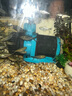 創(chuàng)寧變頻潛水泵 CN-9500-25W 10檔流量調(diào)節(jié) 魚(yú)缸假山噴泉池循環(huán)抽水 曬單實(shí)拍圖