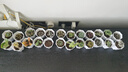 多肉植物組合盆栽陽臺桌面喜陽植物帶盆土果凍顏色 24顆隨機不重復【24八角盆和土】 曬單實拍圖