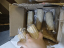 佟創(chuàng)東北黑玉米 新鮮糯甜玉米棒子 真空包裝玉米生鮮 東北白糯玉米160g*10棒 曬單實(shí)拍圖