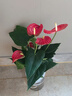花翁水培紅掌盆栽花卉室內(nèi)綠植源頭直發(fā) 【爆款新品】特級紅掌繁星盆 曬單實拍圖