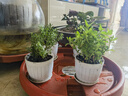迷迭香薄荷百里香甜羅勒牛至歐芹香料可食用香草盆栽綠植花卉 四合一套餐（小仿木桶盆） 曬單實(shí)拍圖