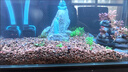 森森魚缸油膜處理器除油污器水族箱水草內(nèi)置過濾器過濾設(shè)備JY-03 5W 曬單實(shí)拍圖