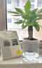 墨一幸福樹(shù)盆栽 花卉植物室內綠植辦公室綠植早安盆美觀(guān)室內源頭直發(fā) 曬單實(shí)拍圖