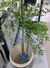 南天竹水培盆栽綠植火焰紅室內帶根樹(shù)苗客廳辦公室盆景庭院種植花 南天竹帶根60-80厘米【2-3枝干】 不含盆 曬單實(shí)拍圖
