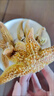 【新鮮滿(mǎn)籽】海星派大星新鮮熟凍速凍滿(mǎn)籽加熱即食水產(chǎn)肉類(lèi)海鮮 大號海星3-4只一斤 500g(凈重)  1000克 曬單實(shí)拍圖