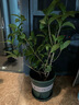 九千谷花盆加侖盆升級款塑料花盆家用園藝種植盆帶托盤16*16cm3個裝5068 曬單實(shí)拍圖