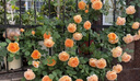 【1米6大苗】薔薇花苗藤本月季特大花爬藤植物四季花卉盆栽玫瑰花 粉龍沙寶石1米6-高左右 曬單實(shí)拍圖