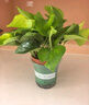 雙盟綠蘿盆栽除甲醛花卉綠植辦公室新房凈化空氣 120款10盆源頭直發(fā) 曬單實拍圖