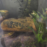 高級凈水片魚缸水族箱凈化水渾濁綠水臟除腥臭味過濾免換水凈水王 三效合一養(yǎng)水【瓶裝300?！?曬單實拍圖