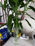 創(chuàng  )意大號透明六角玻璃花瓶水養富貴竹百合鮮花插花瓶家用客廳擺件 25六角【竹葉款】 中等 曬單實(shí)拍圖