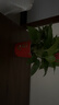 雙盟綠蘿盆栽除甲醛花卉綠植辦公室新房?jì)艋諝?10福字8盆裝源頭直發(fā) 曬單實(shí)拍圖