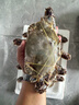 舟山梭子蟹鮮活特大野生大螃蟹新鮮冷凍海鮮水產(chǎn)海蟹飛蟹白蟹順豐 7-9兩/只【5斤凈重 特大肥壯】 曬單實(shí)拍圖