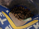巡山令狗狗營(yíng)養獎勵訓練磨牙肉干零食可搭配主糧 鴨肉粒200g 曬單實(shí)拍圖