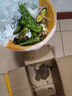 格沃斯（GEWOSI）現(xiàn)摘新鮮青椒農(nóng)家自種青椒薄皮椒微辣蕪湖椒椒應(yīng)季新鮮蔬菜 3斤精選 曬單實(shí)拍圖