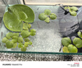 水培一葉蓮浮萍迷你水草凈化水質(zhì)魚(yú)缸造景睡蓮花水生水養花卉植物 一葉蓮 【1片裝】尺寸8-11厘米 曬單實(shí)拍圖
