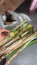 農(nóng)家自種精品山東大蔥特級新鮮鐵桿長白蔥農(nóng)家毛蔥香蔥現(xiàn)挖便宜 山東大蔥（帶老皮）帶箱 2斤 曬單實拍圖