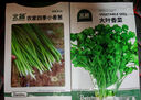北蔬 四季小香蔥種子小蔥苗種苗家種盆栽菜種籽 四季小香蔥種子1000粒 曬單實拍圖