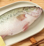 鮮活沖浪河鱸魚400-500g/條 曬單實(shí)拍圖