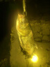 金龍魚餌鰱連發(fā)600克鰱鳙餌料浮釣大頭魚花鰱手竿專用白鰱餌料 鰱連發(fā)600g*2包 曬單實拍圖