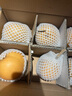京鮮生山東煙臺萊陽秋月梨凈重4斤單果250g+ 新鮮水果 源頭直發(fā)包郵 曬單實拍圖
