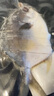 廣東正宗淡曬海魚金鯧魚魚干干貨海鮮小魚干干魚真空金鯧魚金倉魚 2條金鯧魚干（6-7成干）嘗鮮 150g-200g 曬單實拍圖