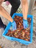 盾潔護處理海鮮手套水產(chǎn)專(zhuān)用手套殺魚(yú)凱夫拉防割手套雙面浸膠防水抓魚(yú)抓螃蟹防滑防刺防割雙面浸膠加厚 【升級凱夫拉】1雙-防水防滑防割防刺扎 曬單實(shí)拍圖