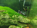紅綠燈魚(yú)小型熱帶燈科魚(yú)活體草缸群游魚(yú)觀(guān)賞魚(yú)寶蓮燈斑馬魚(yú)孔雀魚(yú) 1.6cm左右紅綠燈5條 曬單實(shí)拍圖