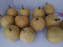 25年新梨正宗河北綠寶石梨青皮梨新鮮發(fā)貨龍華1 帶箱9斤裝 曬單實(shí)拍圖
