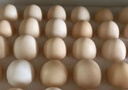 葷八廚 內(nèi)蒙古牛腩肉2斤凈重 新鮮牛肉生鮮牛腹塊黃牛肉燒烤肉火鍋食材 曬單實拍圖