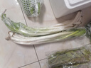 彩虹雨 北京農(nóng)場(chǎng)有機(jī)鮮蔥大蔥250g 歐盟認(rèn)證 有機(jī)蔬菜生鮮自有農(nóng)場(chǎng)新鮮 大蔥250g 曬單實(shí)拍圖