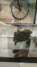 闊庭烏龜缸生態(tài)缸寵物飼養箱透明爬寵專(zhuān)用黑色款 曬單實(shí)拍圖