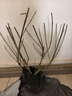 燈籠花盆栽重瓣四季植物開(kāi)花室內陽(yáng)臺倒掛金鐘花卉花苞宮燈長(cháng)壽 燈籠花【火紅色】四季開(kāi)花 推薦：6年苗【買(mǎi)一送一】開(kāi)花爆滿(mǎn) 曬單實(shí)拍圖