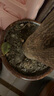 史丹利（STANLEY）羊糞發(fā)酵有機(jī)肥生物純羊糞有機(jī)肥料蔬菜專用花肥料花卉通用5斤 曬單實(shí)拍圖