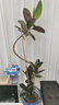花財主大型盆栽綠植 檸檬樹鴨腳木發(fā)財樹天堂鳥綠植室內客廳大盆栽 橡皮樹1.6-1.8米【圓柱盆】 含盆 曬單實拍圖