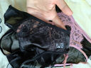 PINK AMY【3條】睫毛蕾絲內褲女性感鏤空綁帶高級女士?jì)妊澮志讬n三角褲 甜欲玫+純欲粉+誘惑黑 L 【80-120斤】 曬單實(shí)拍圖