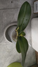 蝴蝶蘭盆栽帶花劍四季開(kāi)花客廳室內蘭花大苗桌面無(wú)花苞花好養易活 紫美人---【包開(kāi)花】送營(yíng)養液2包 帶2支花劍 曬單實(shí)拍圖