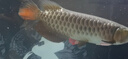 籃溪水族魚糧喂食養(yǎng)魚觀賞魚食水族冷凍魚飼料龍魚虎魟去頭尾蝦段 買2斤蝦仁送1斤小泥鰍【加速發(fā)色成長*】 曬單實拍圖