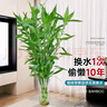 臨雅大型富貴竹水培植物客廳水養(yǎng)大號(hào)盆栽節(jié)節(jié)高粗桿室內(nèi)好養(yǎng)活綠植物 富貴竹1m【6支帶根】 曬單實(shí)拍圖
