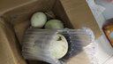 京源采山東玉菇甜瓜蜜瓜新鮮水果批發(fā)當季香瓜哈密瓜孕婦當季水果整箱 精選帶箱9斤高品質(zhì)甜瓜 曬單實拍圖