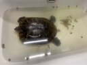 寸金龜飼料石金龜糧高鈣增色飼料巴西黃緣黃喉水龜烏龜種龜幼龜苗龜食 【分裝】500g4號（大顆粒）7mm 曬單實(shí)拍圖