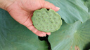 新邊界（new boundaries）薄皮核桃1500g 新疆特產(chǎn)阿克蘇核桃堅(jiān)果炒貨手剝原味量販 曬單實(shí)拍圖