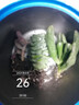 【招財進寶多肉】錢串吸財樹桃蛋吹雪之松錦精選系列好養(yǎng)基地直發(fā) 桃蛋+吸財樹+錢串 曬單實拍圖