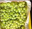 正宗新疆吐魯番無核白葡萄無籽露新鮮當(dāng)季水果整箱馬奶小蜜蜂葡萄 5斤 新疆無核白葡萄【精選果】 曬單實拍圖